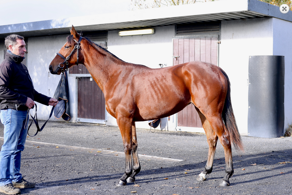 Deväť ročkov z Autumn Yearling Sale do slovenských stajní