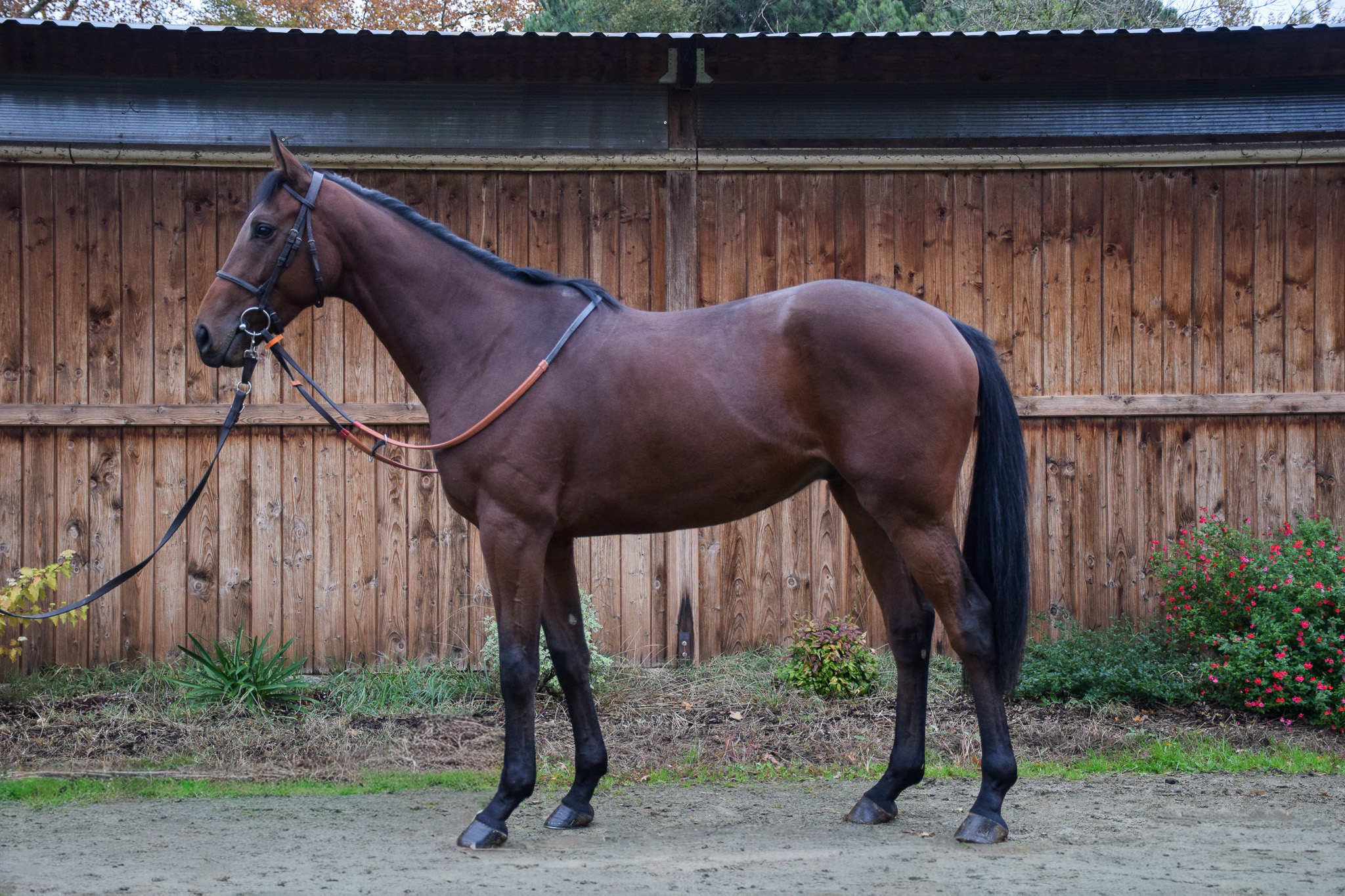 Tri rovinovo-prekážkové posily z Arqany