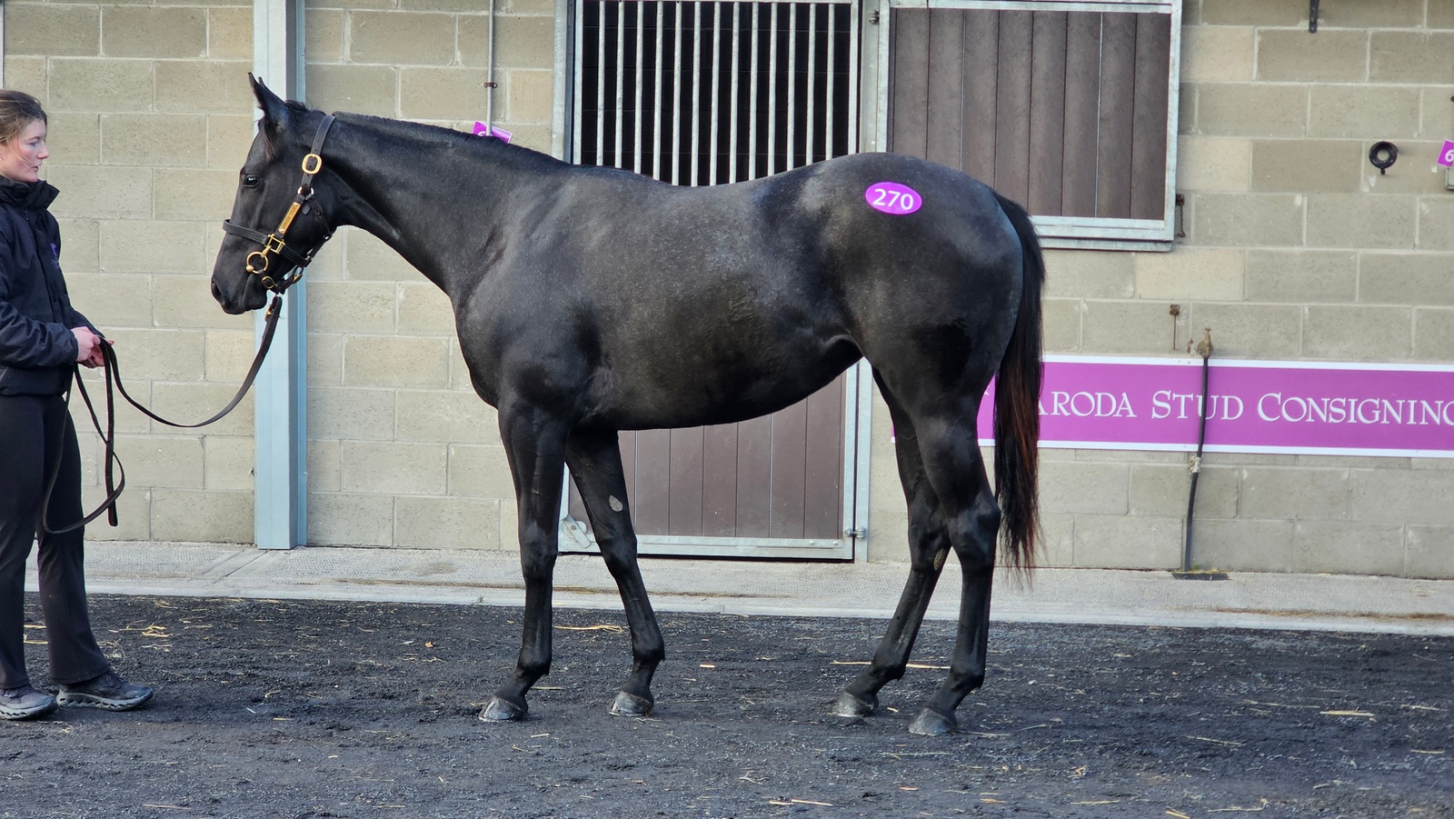 Slovenskí majitelia nakupujú ročkov. Z Írska ich pricestuje 15, zo starších dražieb 5