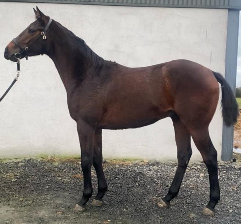 Z tretieho dňa írskej dražby pricestuje na Slovensko ešte štvorica žrebcov